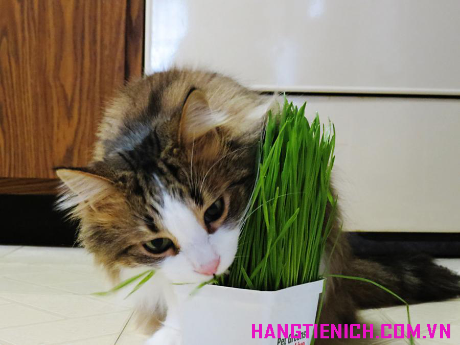 Cách trồng cỏ lúa mì tươi cho Mèo (cách trồng cỏ mèo)