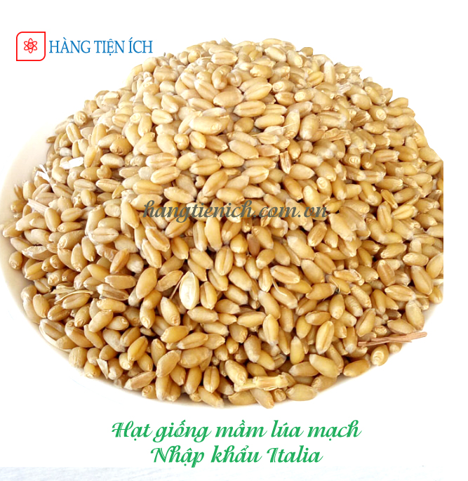 Hạt giống mầm lúa mạch nhập khẩu chất lương cao